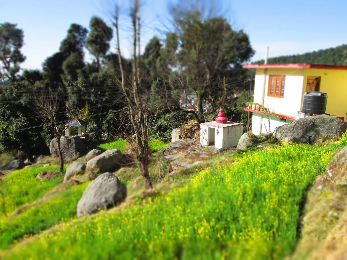 Senffelder und Schreine in den Hügeln über Dharamkot
