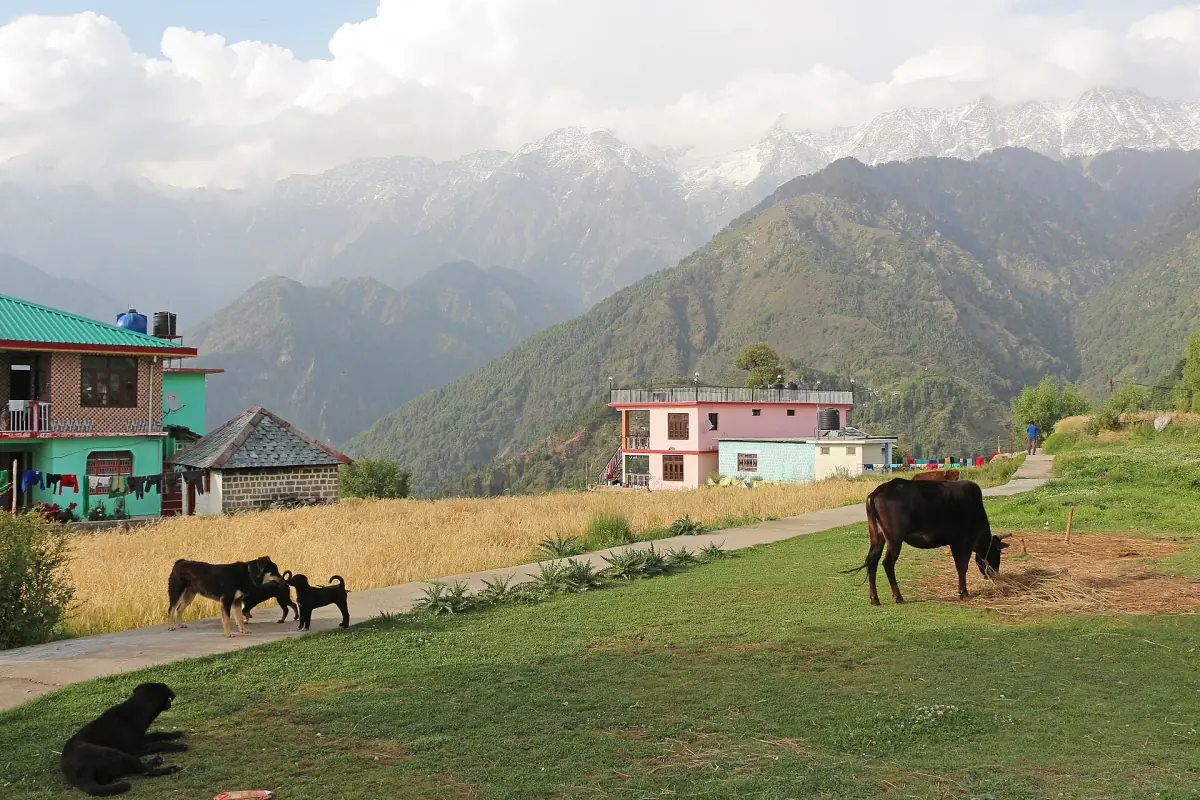 Naddi village with the Dhauladhar range
