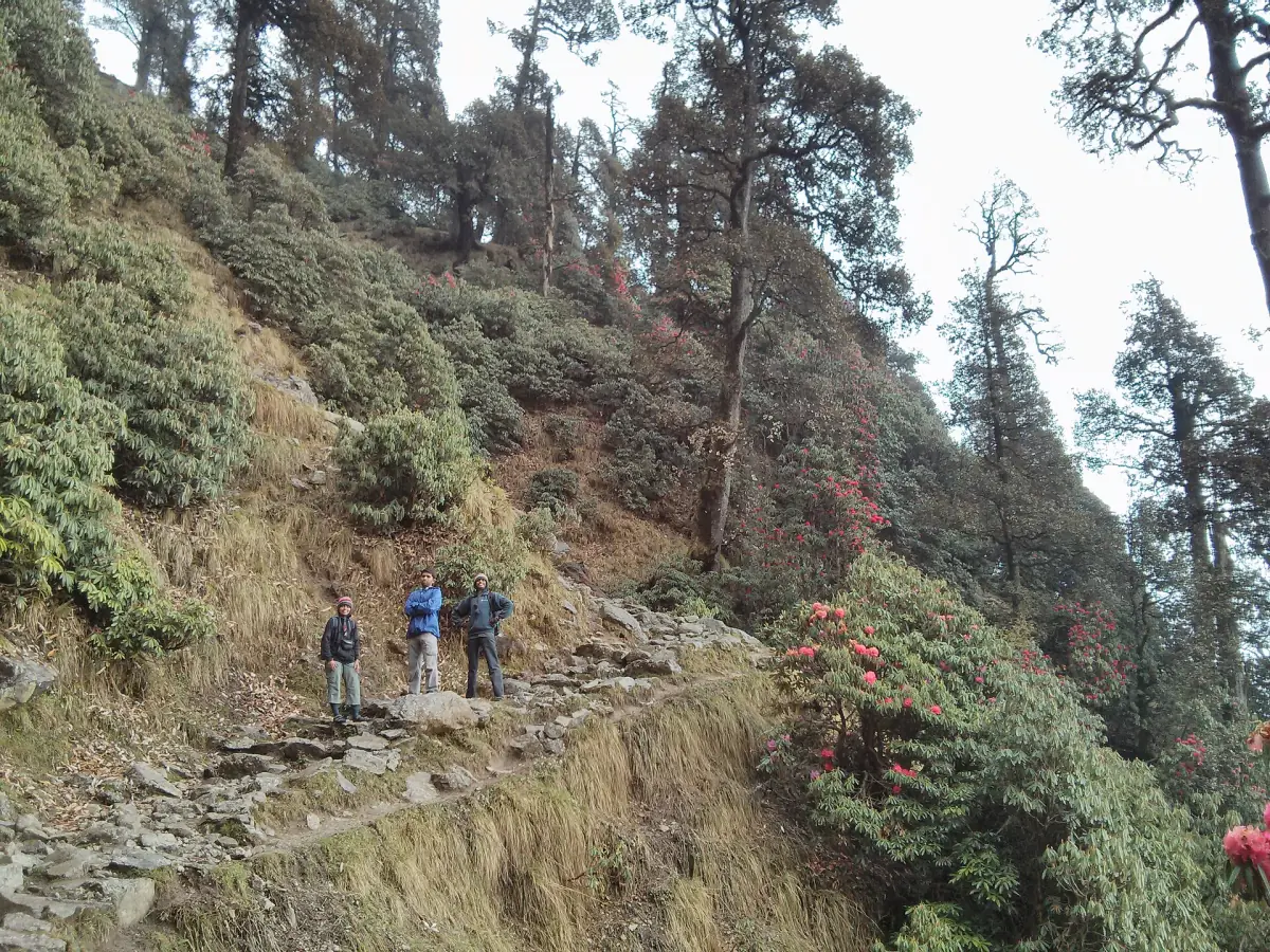 Hikers on the stony forest trail to Triund